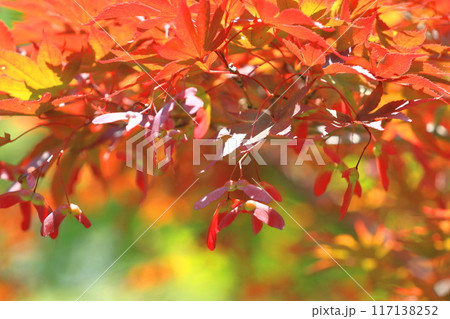 赤い葉の野村紅葉（ノムラモミジ）と種子　 117138252