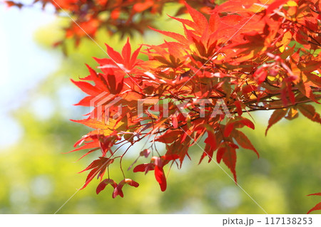 赤い葉の野村紅葉（ノムラモミジ）と種子　 117138253