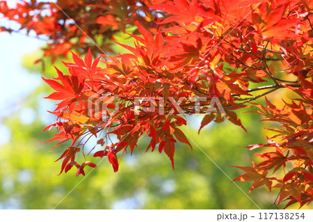 赤い葉の野村紅葉（ノムラモミジ）と種子　 117138254