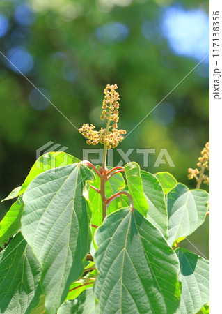 赤芽槲（赤芽柏）（アカメガシワ）の花  117138356