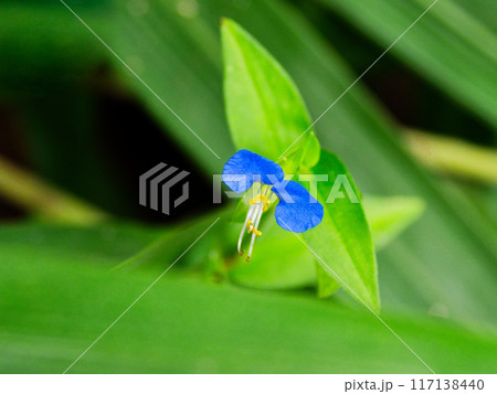 ツユクサ科ツユクサの青い花 ツユクサ科ツユクサの青い花 117138440