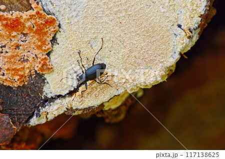 白色腐朽菌の上のゴミムシダマシ科ニホンキマワリ 117138625