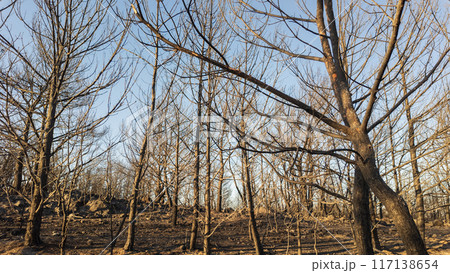 Completely burnt trees after fire in a forest . High quality photo Completely burnt trees after fire in a forest . High quality photo 117138654