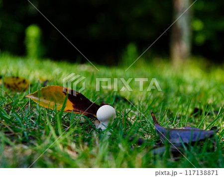 ホコリタケ科ヒメホコリタケの子実体 117138871