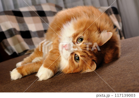 Red cat sitting on the sofa 117139003