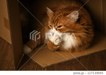 Ginger cat in a box Ginger cat in a box 117139045