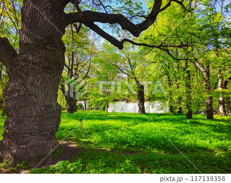 An old stout oak tree in the green Kolomenskoye Park. Moscow. 117139358