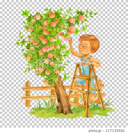 A teenage boy in denim overalls collects fruits from apple tree, standing on ladder. Harvest time. Isolated watercolor garden cartoon illustration for design of cards, posters, t-shirts, tableware A teenage boy in denim overalls collects fruits from apple tree, standing on ladder. Harvest time. Isolated watercolor garden cartoon illustration for design of cards, posters, t-shirts, tableware 117139382