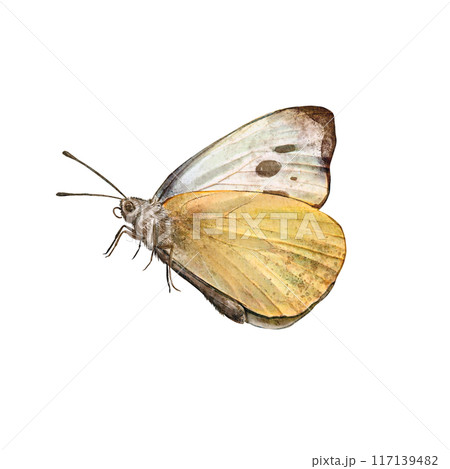Watercolor butterflies of a yellow on a white background. Illustration detailed Pieris brassicae with folded wings. Spring animal. Clip art. Perfect for nature-themed designs, eco, greeting cards 117139482