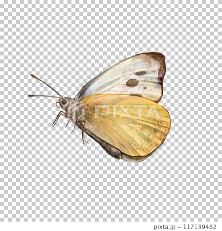 Watercolor butterflies of a yellow on a white background. Illustration detailed Pieris brassicae with folded wings. Spring animal. Clip art. Perfect for nature-themed designs, eco, greeting cards 117139482