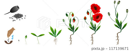 Cycle of poppy plant growth, isolated on white background. 117139671