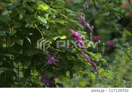 Flowering clematis in summer garden Flowering clematis in summer garden 117139702
