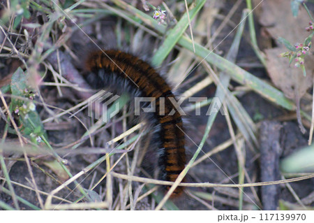 fluffy brown caterpillar on the ground and dry grass 117139970