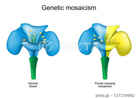 Flower mosaicism. Blue flower with yellow Genetic mutation. 117139992