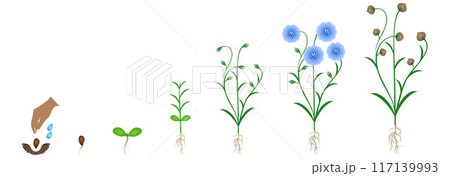 Cycle of flax plant growth, isolated on white background. 117139993