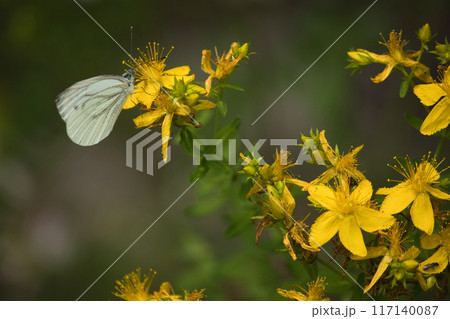 small white butterfly on yellow flowers, butterfly walk close up 117140087
