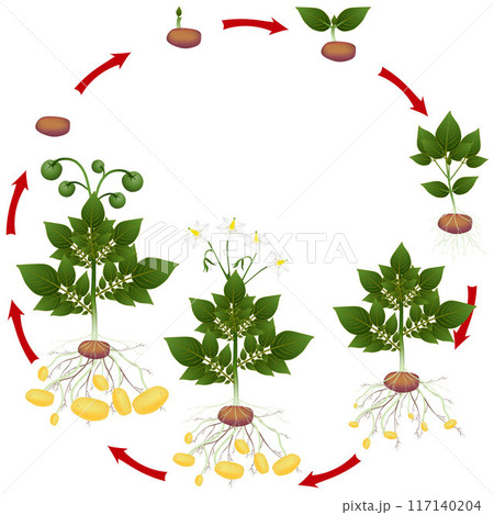 Life cycle of potato plant on a white background. Life cycle of potato plant on a white background. 117140204