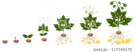 Cycle of potato plant on a white background. Cycle of potato plant on a white background. 117140278