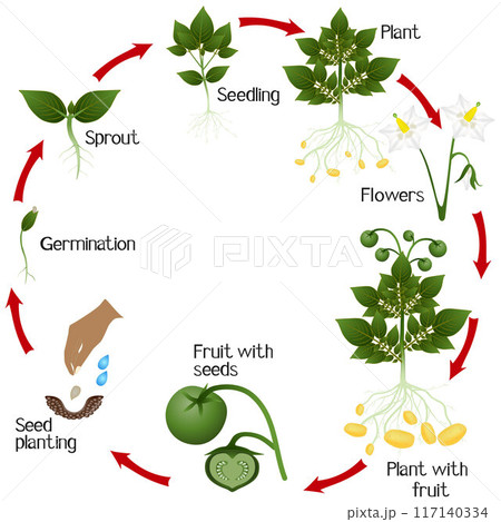 A growth cycle of potato growing from seeds, on a white background. A growth cycle of potato growing from seeds, on a white background. 117140334