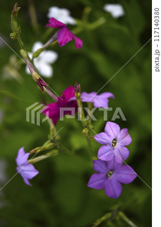 Colorful flowers of fragrant tobacco in the summer garden. Nicotiana alata. Decorative tobacco flowers. Colorful flowers of fragrant tobacco in the summer garden. Nicotiana alata. Decorative tobacco flowers. 117140380