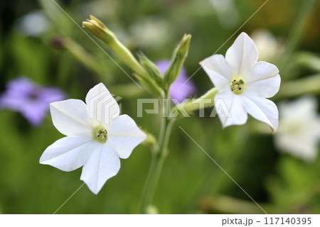 Colorful flowers of fragrant tobacco in the summer garden. Nicotiana alata. Decorative tobacco flowers. Colorful flowers of fragrant tobacco in the summer garden. Nicotiana alata. Decorative tobacco flowers. 117140395