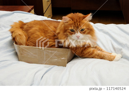Ginger adult cat lying in cardboard box 117140524