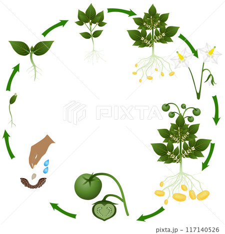 Life cycle of potato growing from seeds, on a white background. Life cycle of potato growing from seeds, on a white background. 117140526