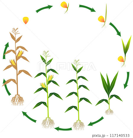 Life cycle of a corn plant on a white background. 117140533