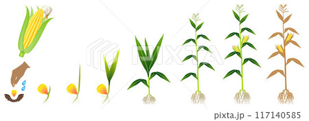 Cycle of growth of a corn plant on a white background. Cycle of growth of a corn plant on a white background. 117140585