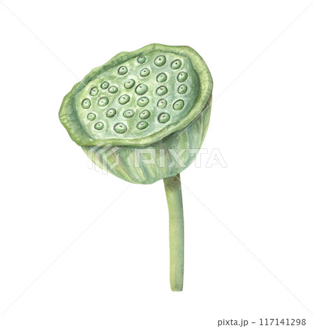 Green Lotus seed head with stem. Water Lily pod full of nuts. Tropical aquatic plant. Lotus harvesting season. Side view. Watercolor floral illustration for packaging design, ayurveda products 117141298