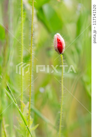 Poppy field as a symbol of Reconciliation Day Poppy field as a symbol of Reconciliation Day 117141520