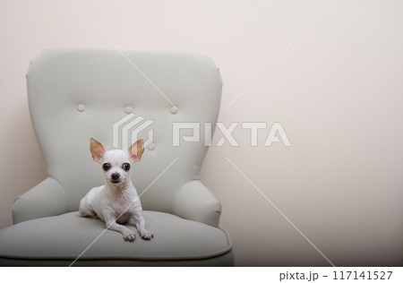 A small Chihuahua dog lying in a cozy chair in the living room, gracefully folding his paws and looking at the camera. A small Chihuahua dog lying in a cozy chair in the living room, gracefully folding his paws and looking at the camera. 117141527