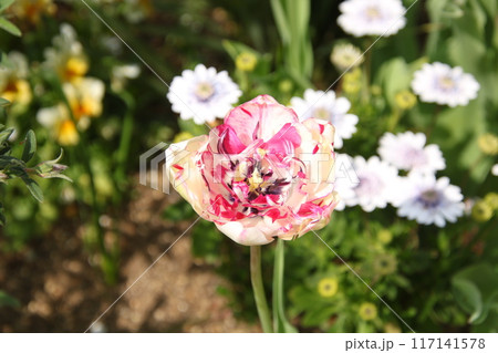 春の花チューリップ 124 春の花チューリップ 124 117141578