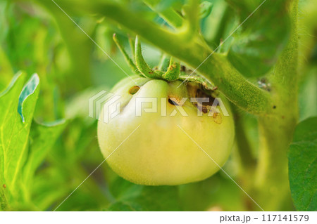 Unripe young green-yellow tomato fruits damaged by caterpillar, pest of crops called Fall Armyworm. Damage, loss during storage. Consequences, harm to agriculture, compensation, insecticide treatment 117141579