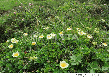 チングルマの花 チングルマの花 117141608