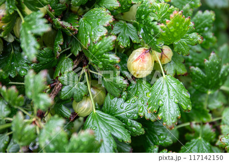 Gooseberries on the branches of the bush begin to ripen, growing edible berries 117142150