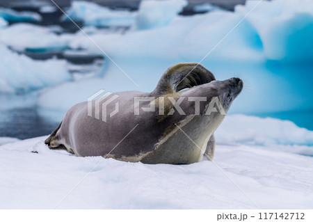 Crabeater Seal resting on a sheet of ice Crabeater Seal resting on a sheet of ice 117142712