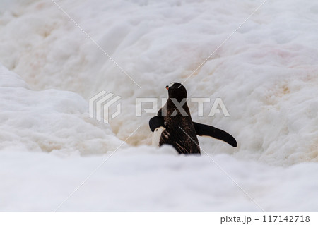 Gentoo Penguin colony on Cuverville island 117142718