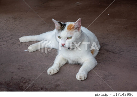 寝そべる三毛猫 寝そべる三毛猫 117142986