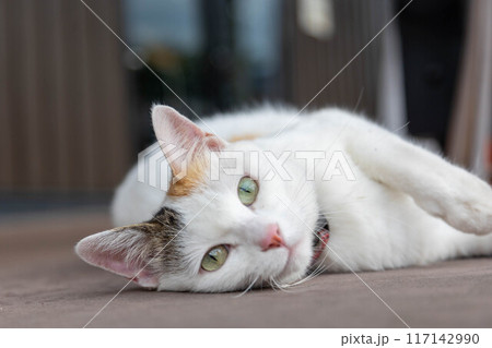 寝そべる三毛猫 寝そべる三毛猫 117142990