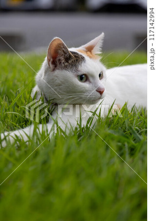 芝生に寝そべる三毛猫 117142994