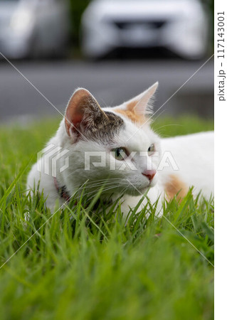 芝生に寝そべる三毛猫 芝生に寝そべる三毛猫 117143001