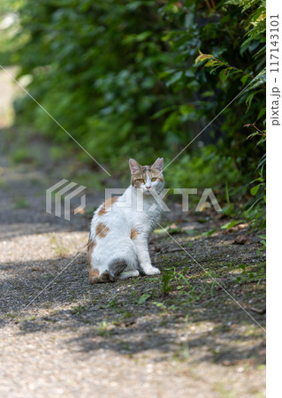 木陰に座る三毛猫 木陰に座る三毛猫 117143101