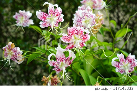 カノコユリ 117143332