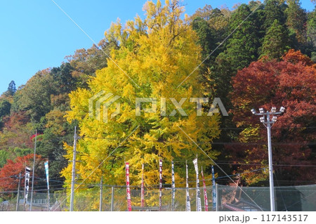【広島県】筒賀の大銀杏 安芸太田町 117143517