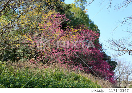 サンシュユの花　背景　カンヒザクラ 117143547