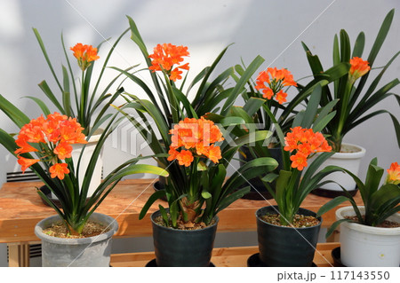 君子蘭の花　満開 117143550