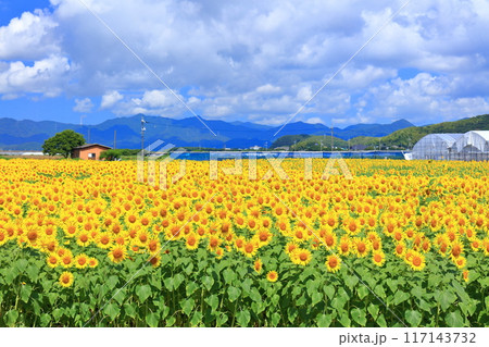 【山口県】晴天の花の海のヒマワリ（季節の花畑） 117143732