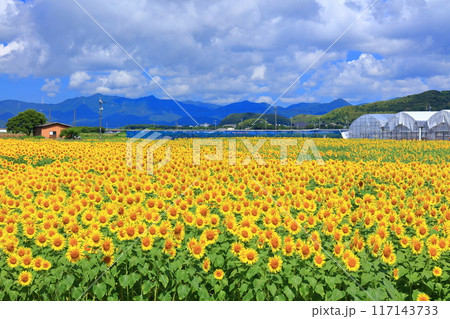 【山口県】晴天の花の海のヒマワリ（季節の花畑） 117143733
