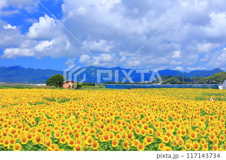 【山口県】晴天の花の海のヒマワリ(季節の花畑) 【山口県】晴天の花の海のヒマワリ(季節の花畑) 117143734